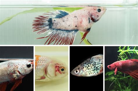 betta fish diseases with pictures|15 Common Betta Fish Diseases (With Pictures): .
